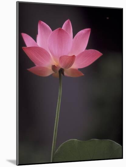 Lotus Flower in Bloom, Cambodia-Russell Young-Mounted Photographic Print