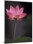 Lotus Flower in Bloom, Cambodia-Russell Young-Mounted Photographic Print