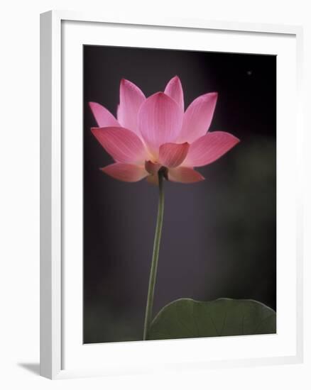 Lotus Flower in Bloom, Cambodia-Russell Young-Framed Photographic Print
