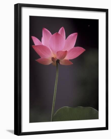 Lotus Flower in Bloom, Cambodia-Russell Young-Framed Photographic Print