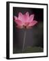 Lotus Flower in Bloom, Cambodia-Russell Young-Framed Photographic Print