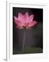 Lotus Flower in Bloom, Cambodia-Russell Young-Framed Photographic Print