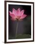 Lotus Flower in Bloom, Cambodia-Russell Young-Framed Photographic Print