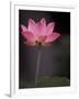 Lotus Flower in Bloom, Cambodia-Russell Young-Framed Photographic Print