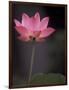 Lotus Flower in Bloom, Cambodia-Russell Young-Framed Photographic Print