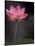 Lotus Flower in Bloom, Cambodia-Russell Young-Mounted Photographic Print