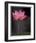 Lotus Flower in Bloom, Cambodia-Russell Young-Framed Photographic Print