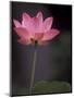 Lotus Flower in Bloom, Cambodia-Russell Young-Mounted Photographic Print
