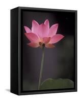 Lotus Flower in Bloom, Cambodia-Russell Young-Framed Stretched Canvas