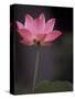 Lotus Flower in Bloom, Cambodia-Russell Young-Stretched Canvas