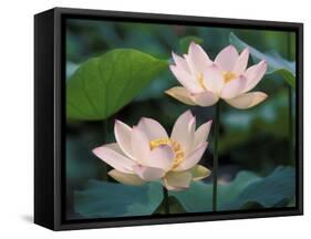 Lotus Flower in Blossom, China-Keren Su-Framed Stretched Canvas