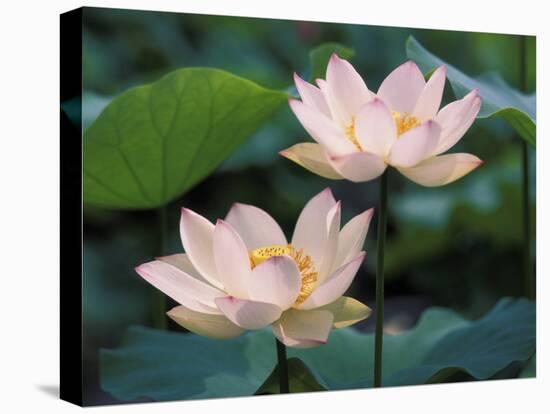 Lotus Flower in Blossom, China-Keren Su-Stretched Canvas