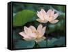 Lotus Flower in Blossom, China-Keren Su-Framed Stretched Canvas