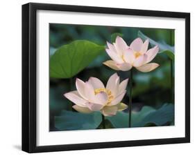 Lotus Flower in Blossom, China-Keren Su-Framed Photographic Print