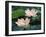 Lotus Flower in Blossom, China-Keren Su-Framed Photographic Print