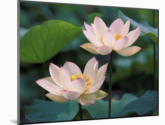 Lotus Flower in Blossom, China-Keren Su-Mounted Photographic Print