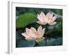 Lotus Flower in Blossom, China-Keren Su-Framed Photographic Print