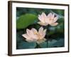 Lotus Flower in Blossom, China-Keren Su-Framed Photographic Print