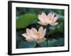 Lotus Flower in Blossom, China-Keren Su-Framed Photographic Print