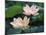 Lotus Flower in Blossom, China-Keren Su-Mounted Photographic Print