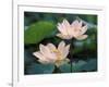 Lotus Flower in Blossom, China-Keren Su-Framed Photographic Print