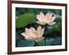 Lotus Flower in Blossom, China-Keren Su-Framed Photographic Print