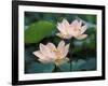 Lotus Flower in Blossom, China-Keren Su-Framed Photographic Print