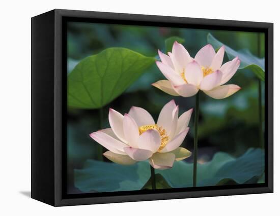 Lotus Flower in Blossom, China-Keren Su-Framed Stretched Canvas