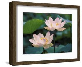 Lotus Flower in Blossom, China-Keren Su-Framed Photographic Print