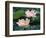 Lotus Flower in Blossom, China-Keren Su-Framed Photographic Print