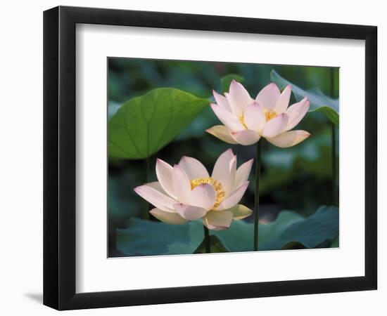 Lotus Flower in Blossom, China-Keren Su-Framed Photographic Print