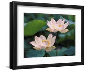 Lotus Flower in Blossom, China-Keren Su-Framed Photographic Print