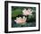 Lotus Flower in Blossom, China-Keren Su-Framed Photographic Print