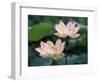 Lotus Flower in Blossom, China-Keren Su-Framed Photographic Print
