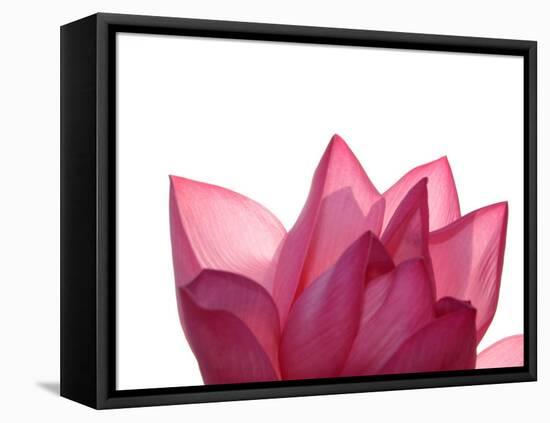 Lotus Flower in Full Bloom-Michele Molinari-Framed Stretched Canvas