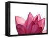 Lotus Flower in Full Bloom-Michele Molinari-Framed Stretched Canvas