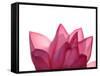 Lotus Flower in Full Bloom-Michele Molinari-Framed Stretched Canvas