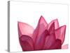 Lotus Flower in Full Bloom-Michele Molinari-Stretched Canvas