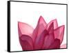 Lotus Flower in Full Bloom-Michele Molinari-Framed Stretched Canvas