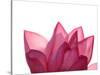 Lotus Flower in Full Bloom-Michele Molinari-Stretched Canvas