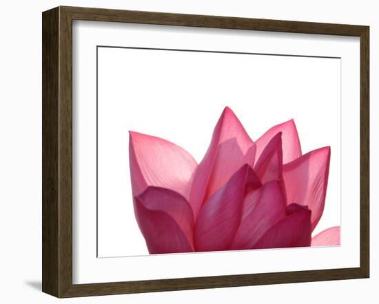 Lotus Flower in Full Bloom-Michele Molinari-Framed Premium Photographic Print