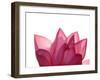 Lotus Flower in Full Bloom-Michele Molinari-Framed Premium Photographic Print