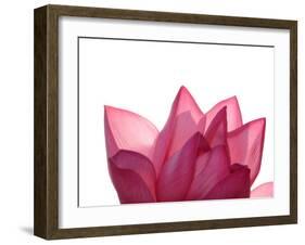 Lotus Flower in Full Bloom-Michele Molinari-Framed Premium Photographic Print