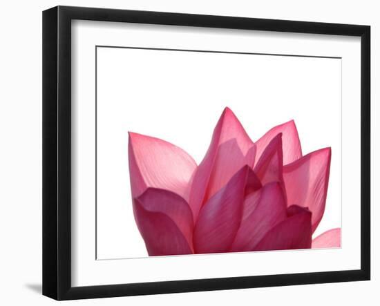 Lotus Flower in Full Bloom-Michele Molinari-Framed Premium Photographic Print