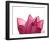 Lotus Flower in Full Bloom-Michele Molinari-Framed Premium Photographic Print