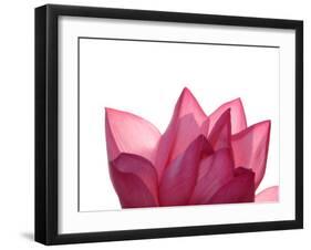 Lotus Flower in Full Bloom-Michele Molinari-Framed Premium Photographic Print