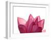 Lotus Flower in Full Bloom-Michele Molinari-Framed Premium Photographic Print