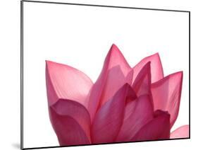 Lotus Flower in Full Bloom-Michele Molinari-Mounted Premium Photographic Print