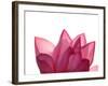 Lotus Flower in Full Bloom-Michele Molinari-Framed Photographic Print