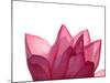 Lotus Flower in Full Bloom-Michele Molinari-Mounted Photographic Print